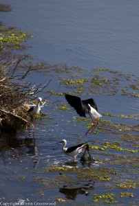 blackwingedstilts