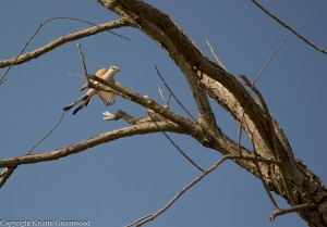 Scissor-Tailed Flycatchers