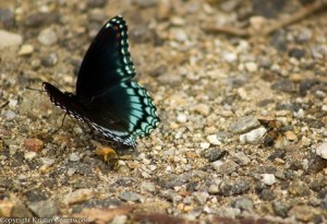 Butterfly in the Great Smoky Mountains National Park