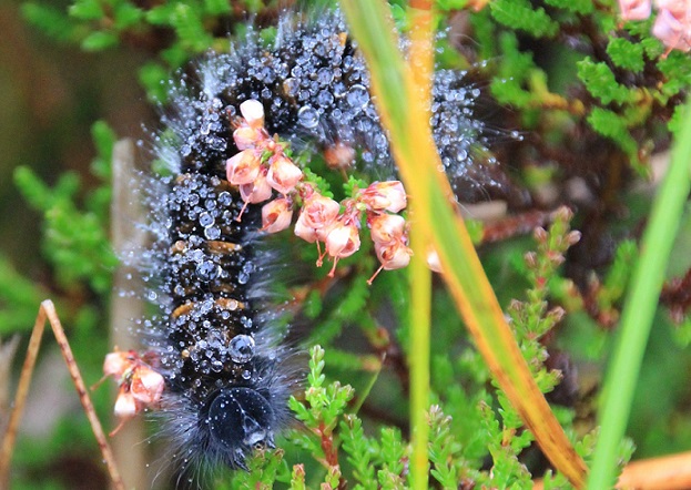 Video: WOW A Hungry Caterpillar In the Scottish Highlands Near Gairloch