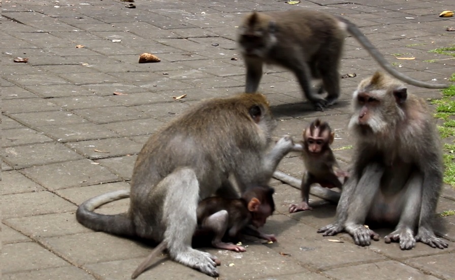 Video: Cute Kissing Monkey in Bali in Indonesia
