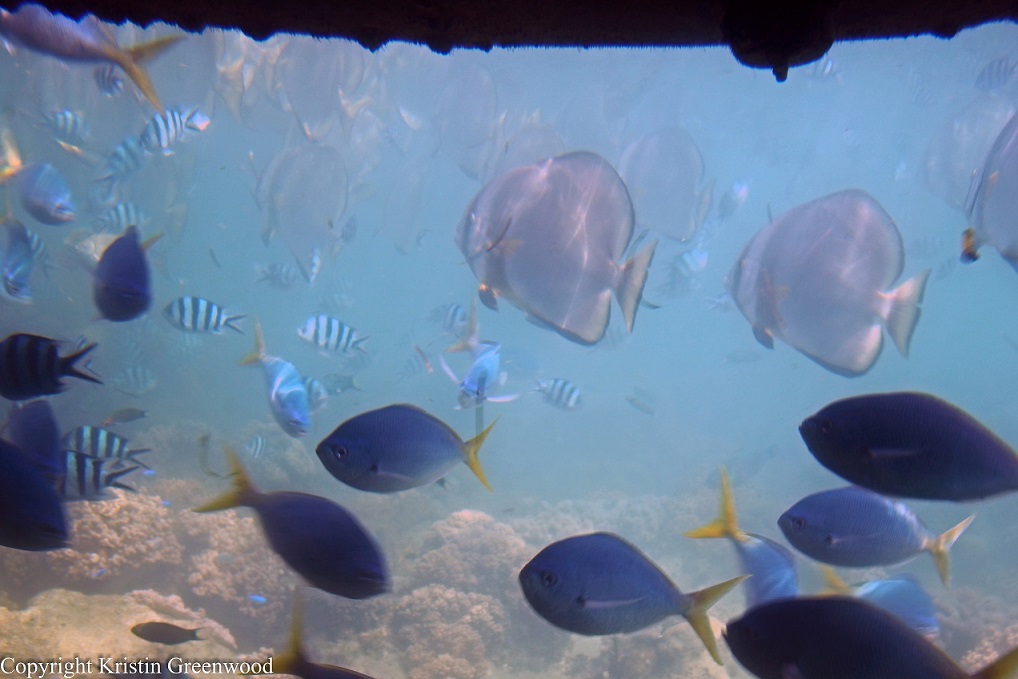Photo Of The Week – Fish at The Great Barrier Reef in Queensland Australia