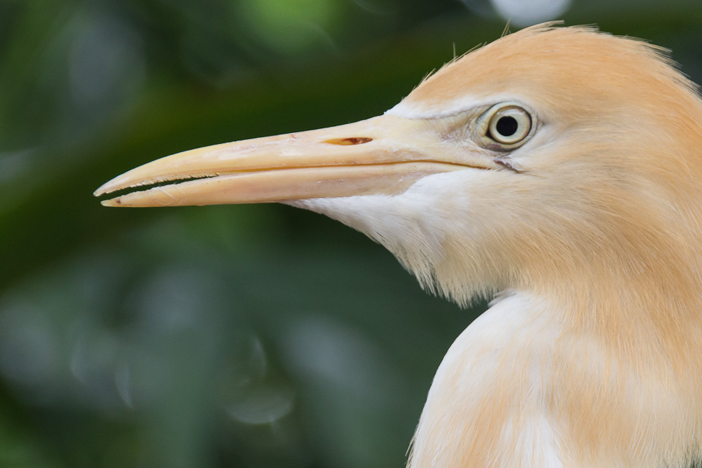 Video: Kuala Lumpur Bird Park Visit Malaysia Kuala Lumpur