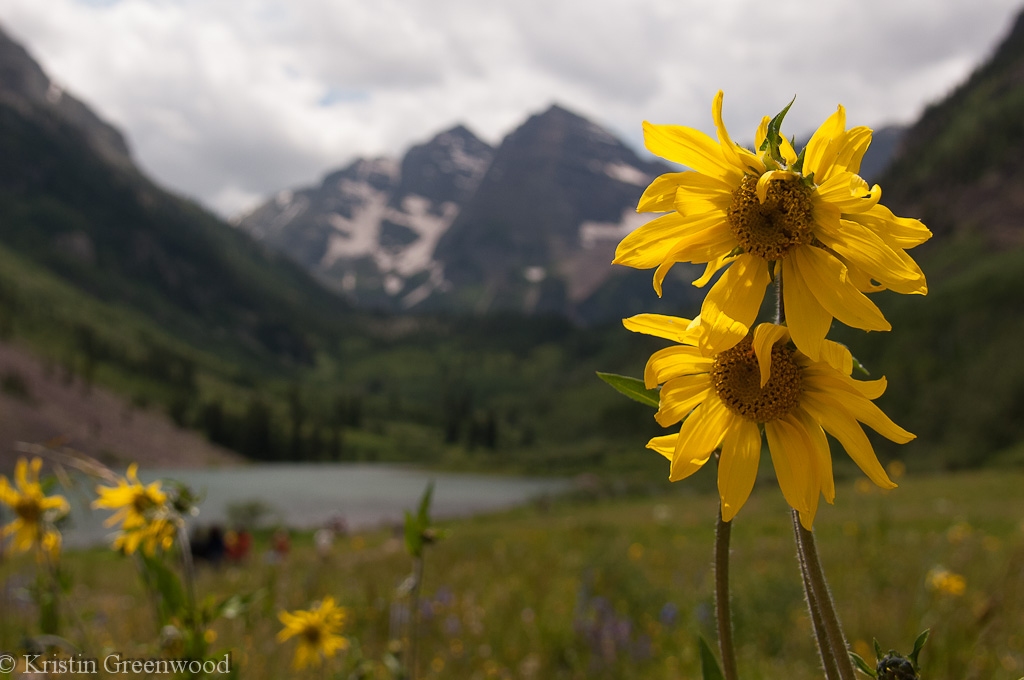 Photo Of The Week – Sunflowers at Maroon Bells in Colorado Near Aspen