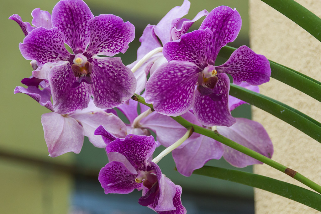 Video: The Orchid Garden in Kuala Lumpur KL