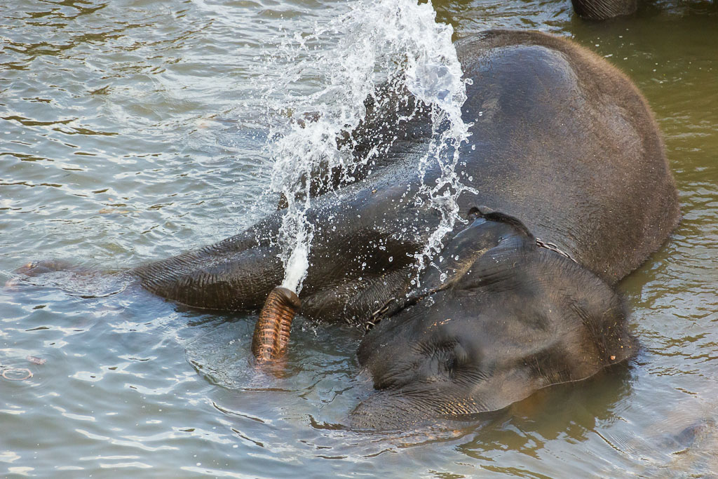 Video: Pinnawala Elephant Orphanage in Sri Lanka