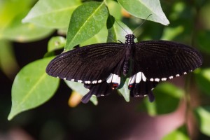 Butterfly at Butterflies Garden
