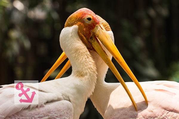 Photo Of The Week – Yellow Billed Storks at KL Bird Park