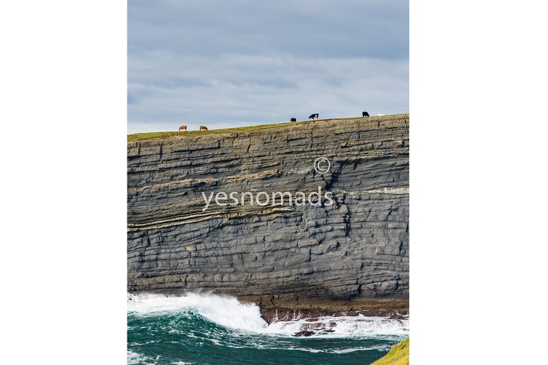 Photo Of The Week – Irish cows on the edge of a cliff in Kilkee