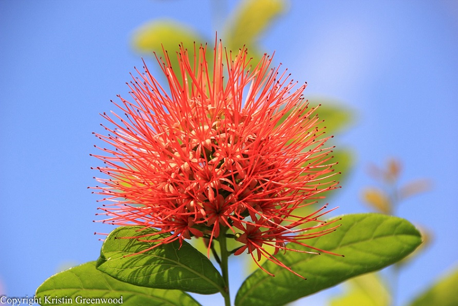 Photo Of The Week – Flower at Singapore Botanic Gardens