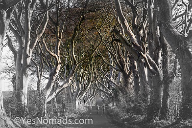 Photo of the Week – The Dark Hedges in Northern Ireland